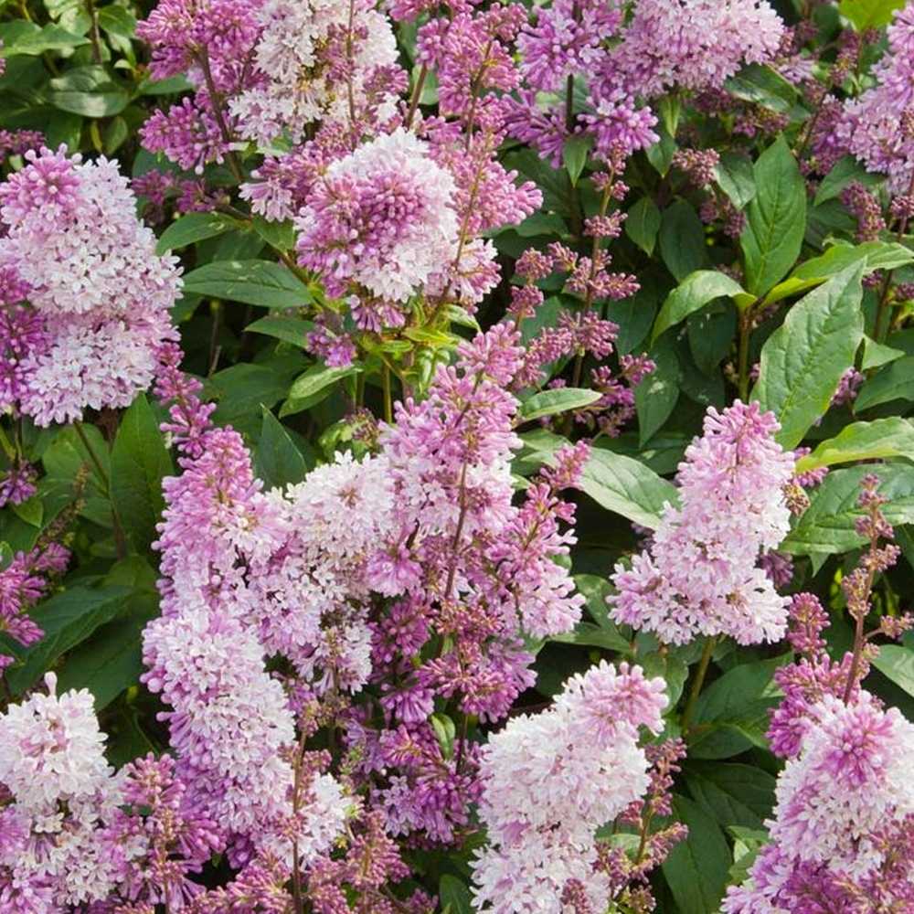 Liliac (Syringa) Copac Minuet, cu flori lila-deschis