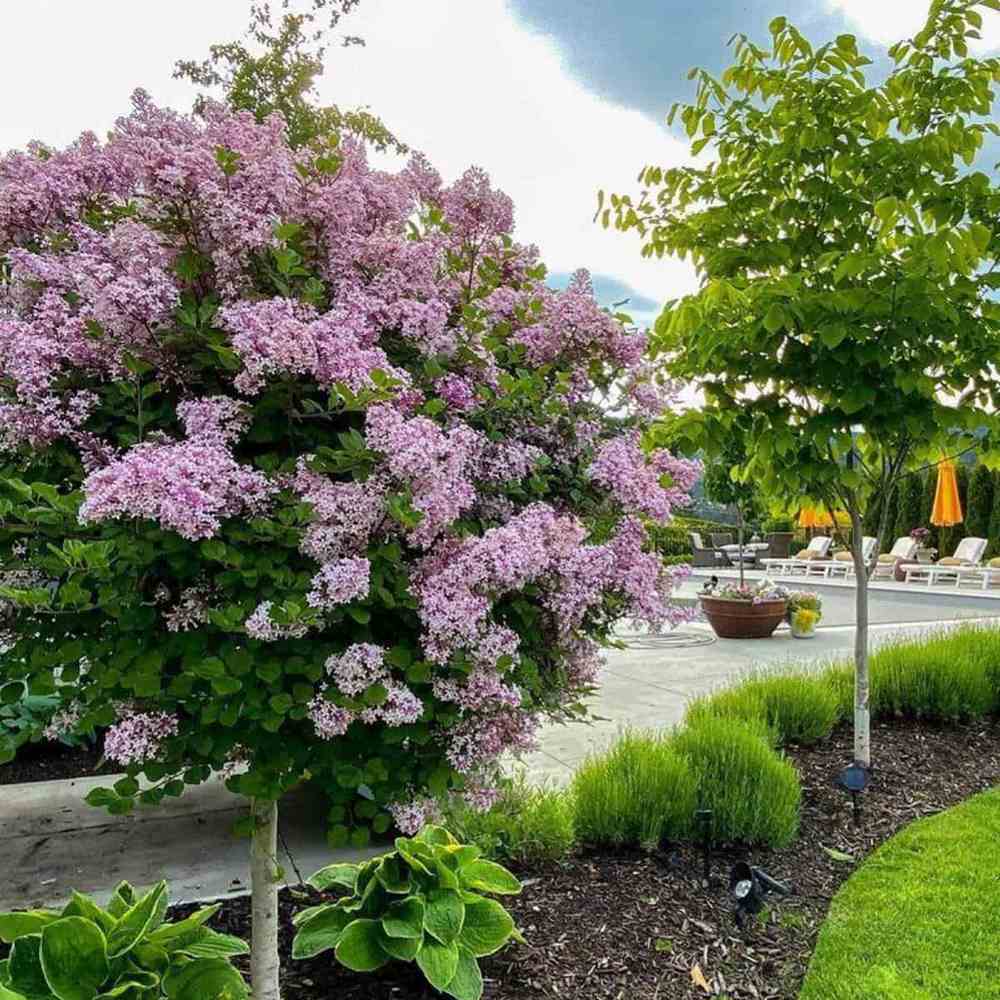 Liliac (Syringa) Copac Minuet, cu flori lila-deschis