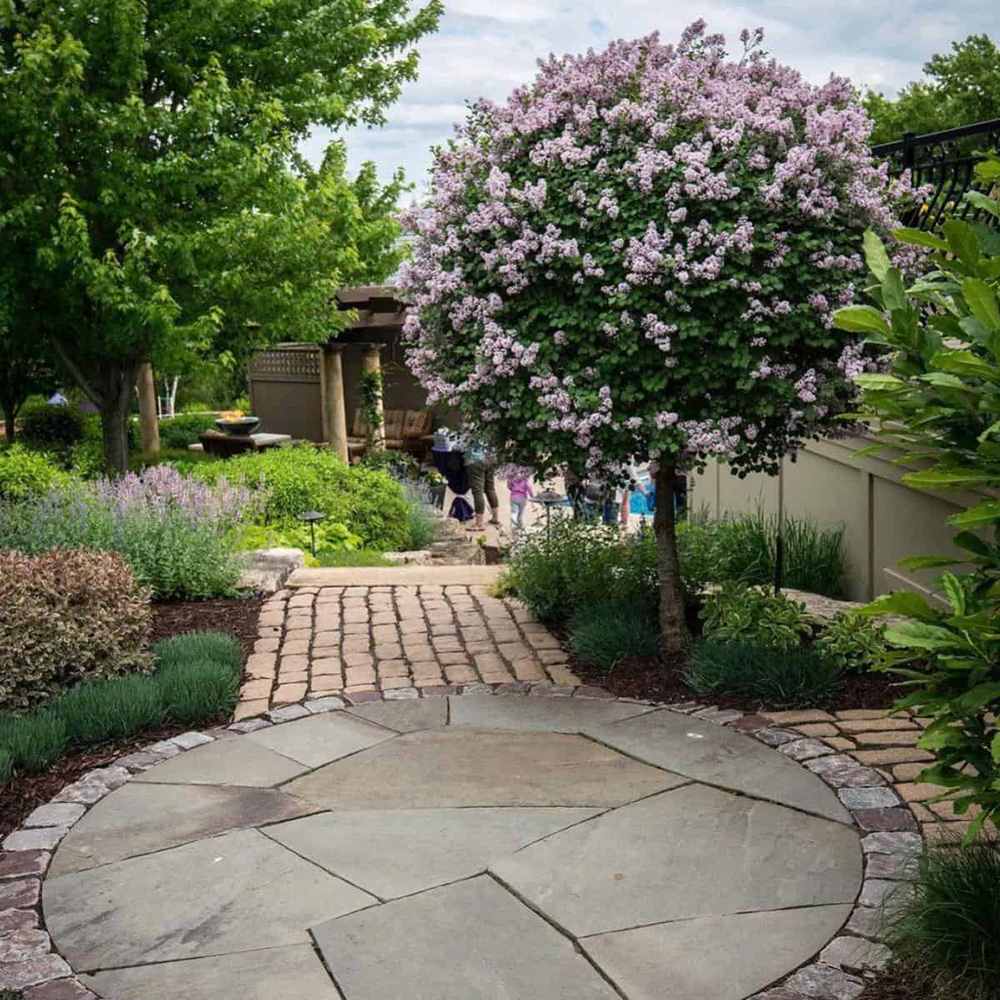 Liliac (Syringa) Copac Minuet, cu flori lila-deschis