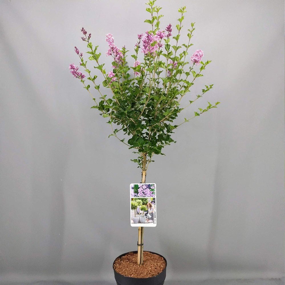 Liliac (Syringa) Copac Minuet, cu flori lila-deschis - VERDENA-Tulpina de 60 cm inaltime, livrat in ghiveci de 6 l