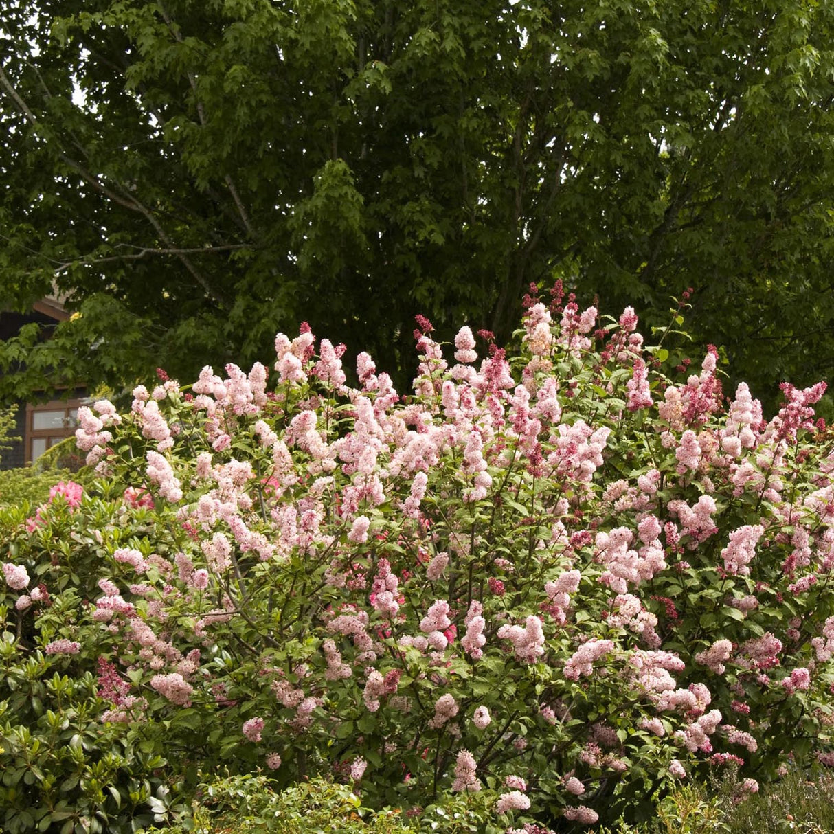 Liliac (Syringa) Miss Canada, cu flori roz