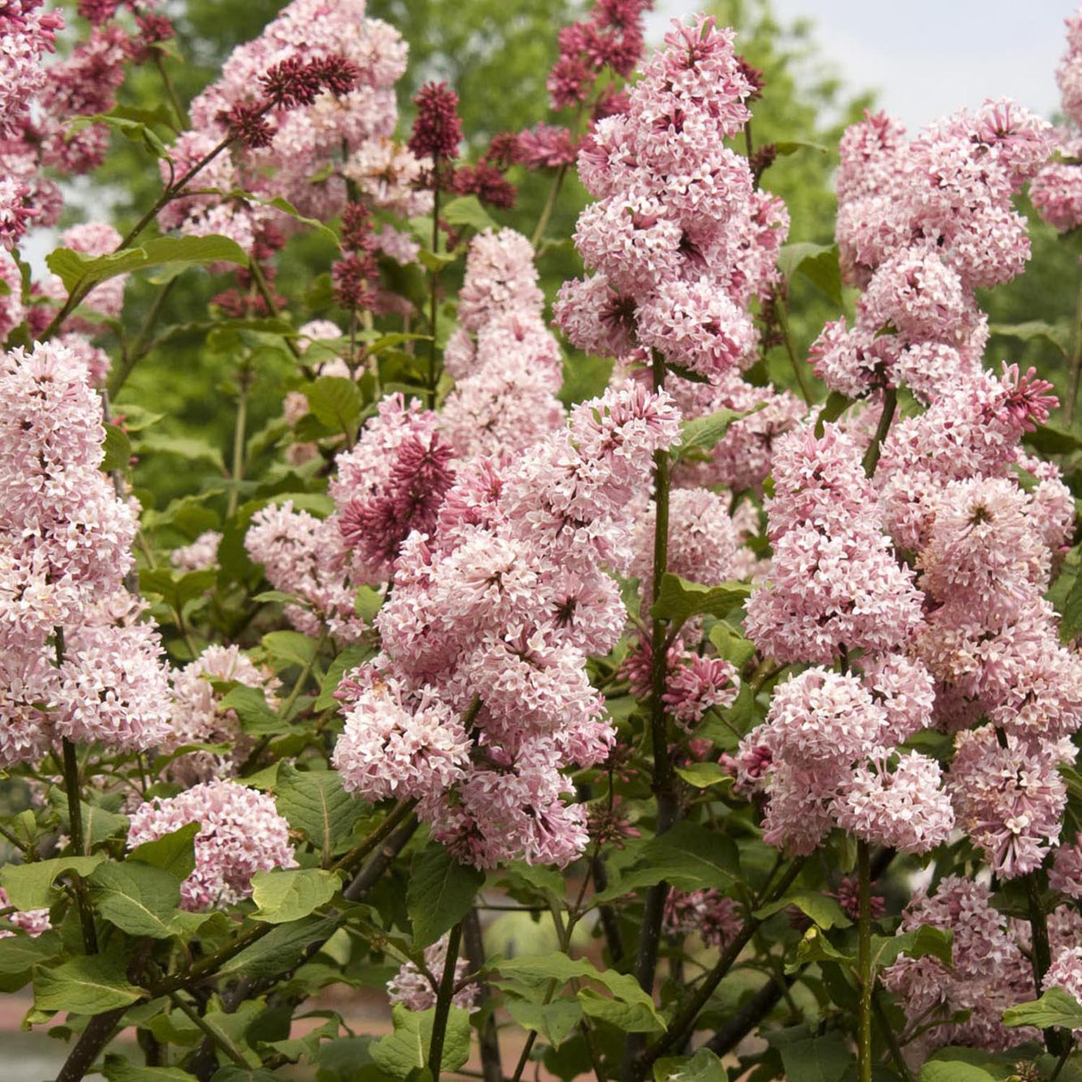 Liliac (Syringa) Miss Canada, cu flori roz