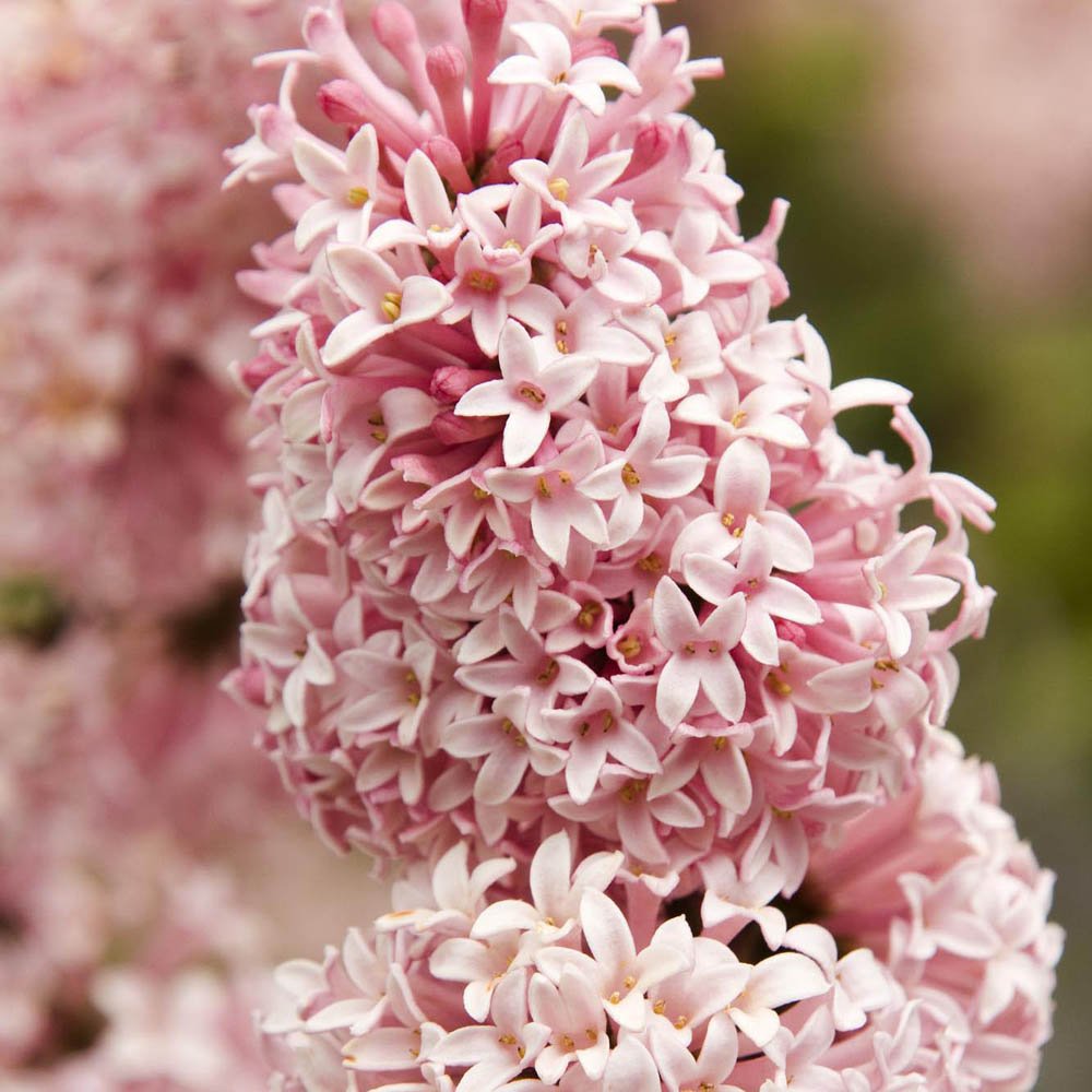 Liliac (Syringa) Miss Canada, cu flori roz