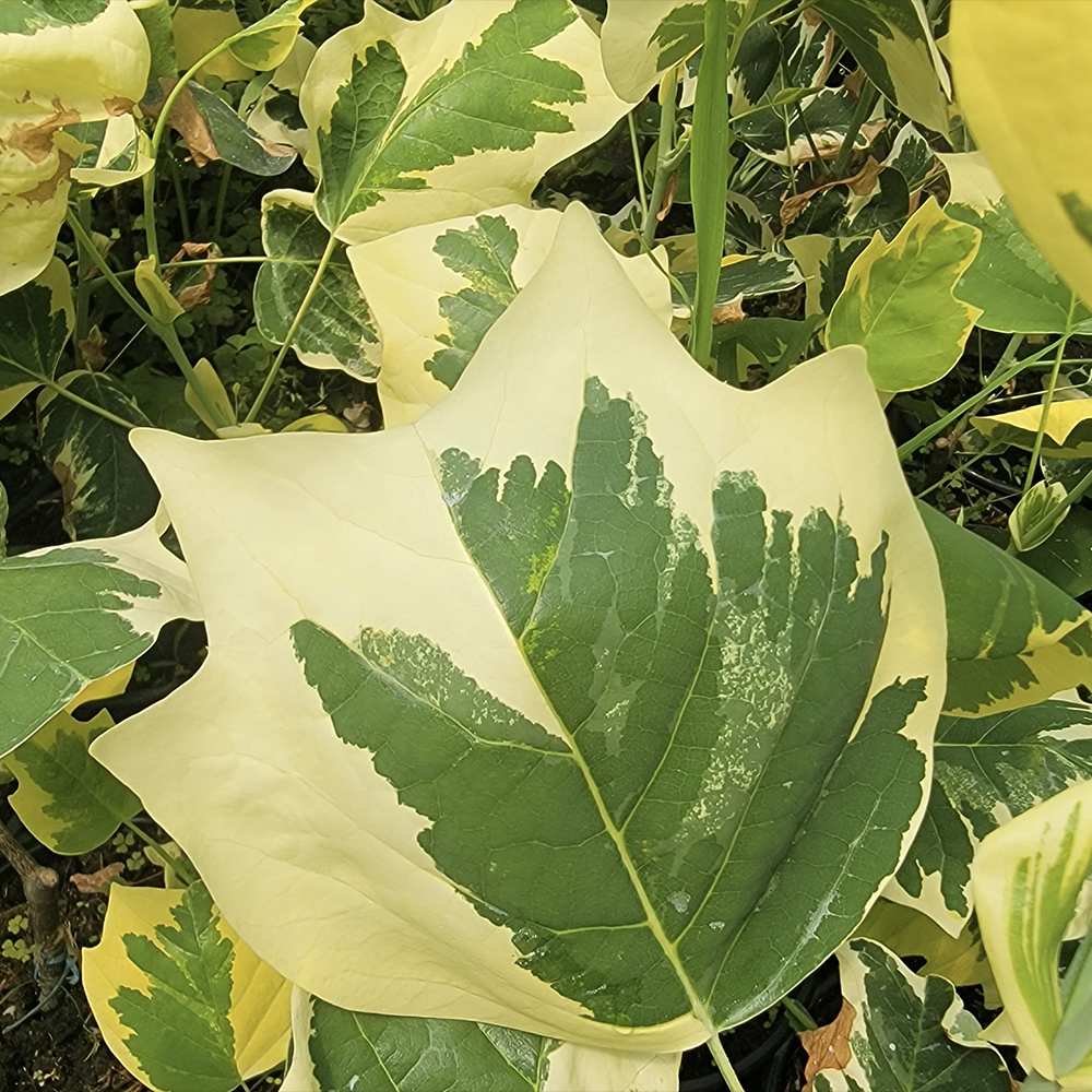 Arborele Lalea Aureomarginatum (Liriodendron Tulipifera), arbore cu lalele frunze pestrite, margini galbene, decorativ gradina