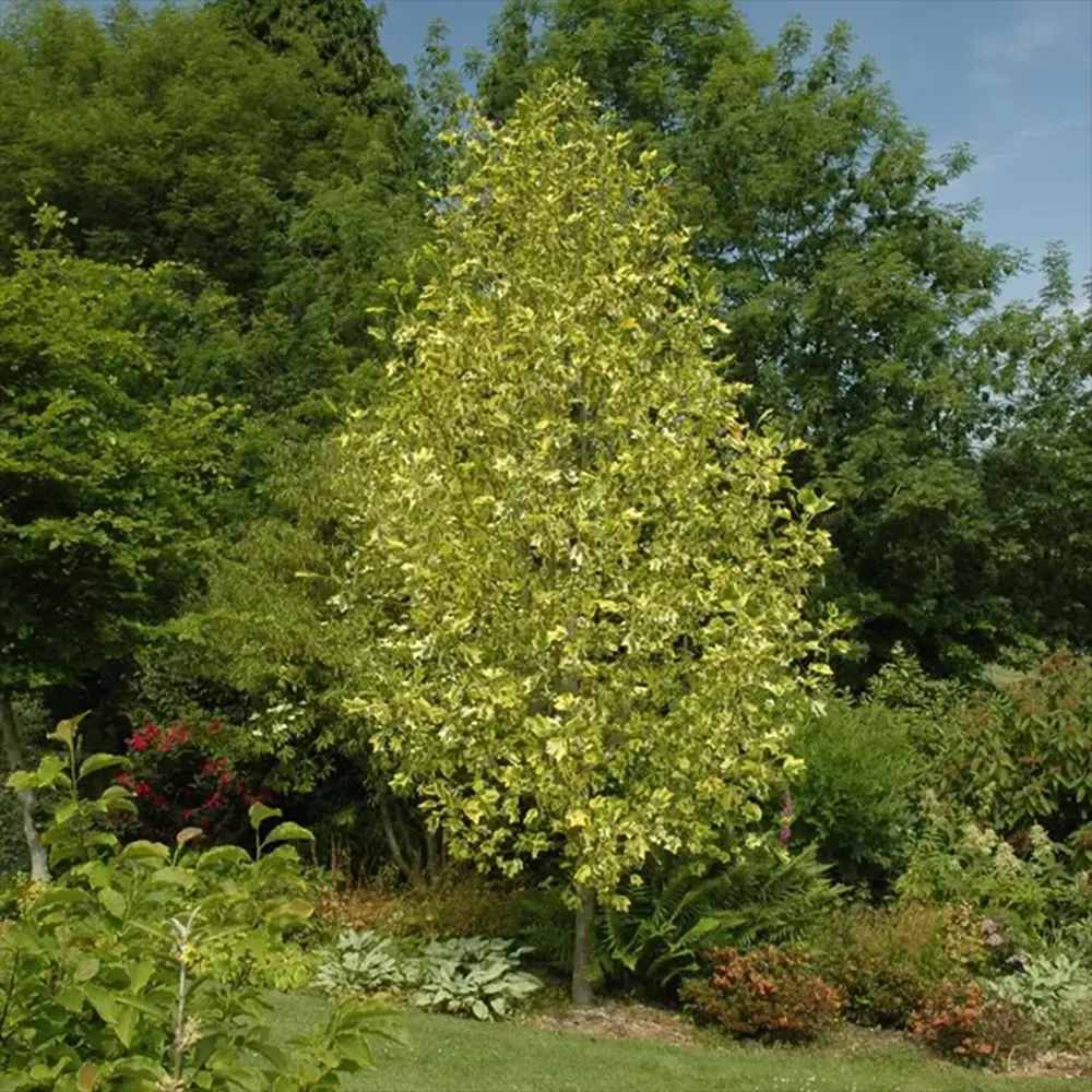 Arborele Lalea Aureomarginatum (Liriodendron Tulipifera), arbore cu lalele frunze pestrite, margini galbene, decorativ gradina