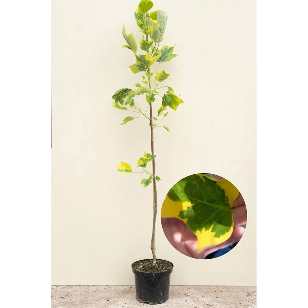 Arborele Lalea Aureomarginatum (Liriodendron Tulipifera), arbore cu lalele frunze pestrite, margini galbene, decorativ gradina