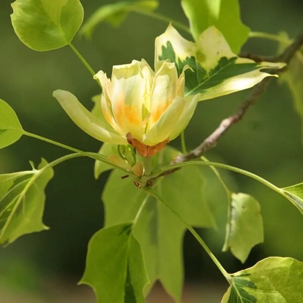 Arborele Lalea Aureomarginatum (Liriodendron Tulipifera), arbore cu lalele frunze pestrite, margini galbene, decorativ gradina