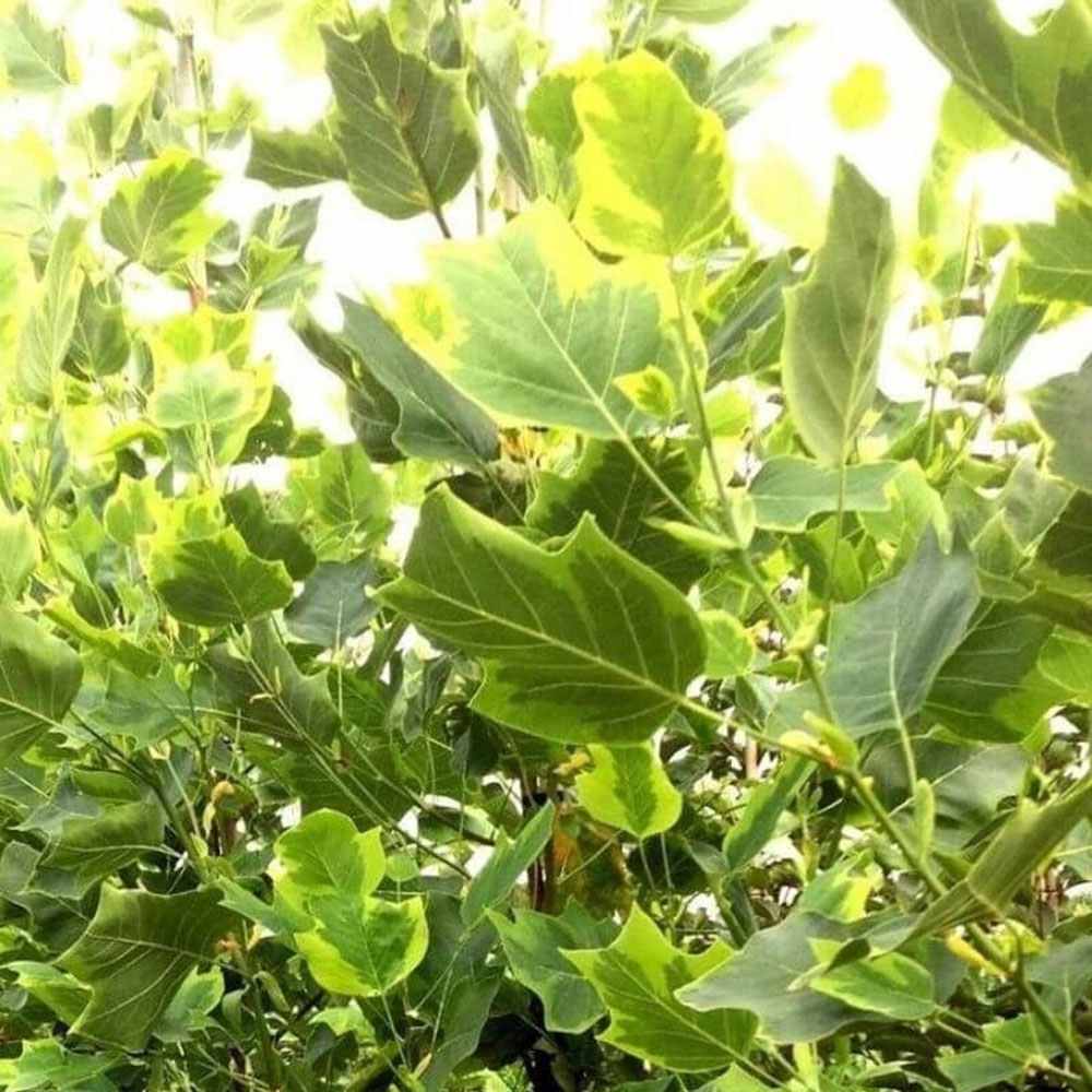 Arborele Lalea Aureomarginatum (Liriodendron Tulipifera), arbore cu lalele frunze pestrite, margini galbene, decorativ gradina