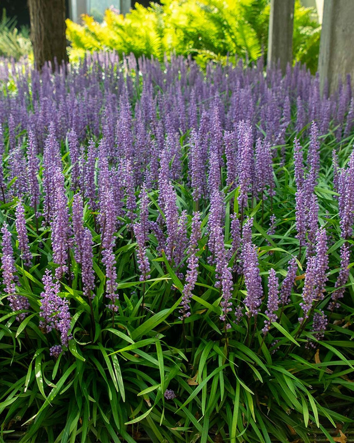 Iarba Maimutei Royal Purple (Liriope muscari), acoperire sol pentru umbra, flori mov toamna