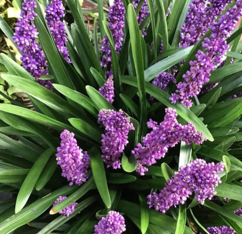 Iarba Maimutei Royal Purple (Liriope muscari), acoperire sol pentru umbra, flori mov toamna