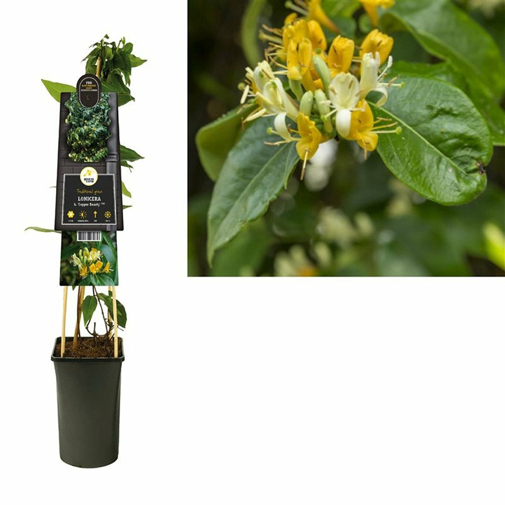 Mana Maicii Domnului/Caprifoi (Lonicera) Copper Beauty, cu flori galben-bronz, cataratoare, vesnic verde, flori parfumate, crestere rapida