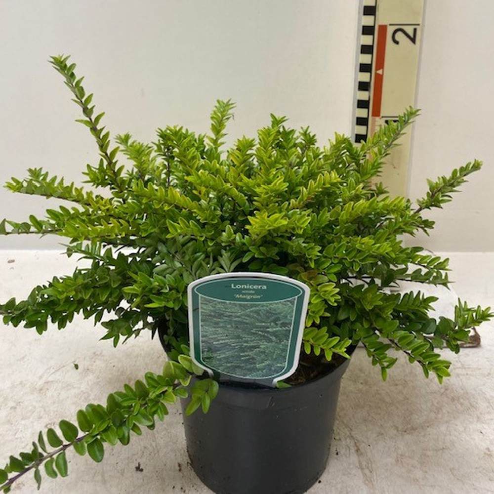 Lonicera Maigrun, gard viu de talie mica, planta taratoare, acoperitoare de sol, vesnic verde, compact si inflorire parfumata