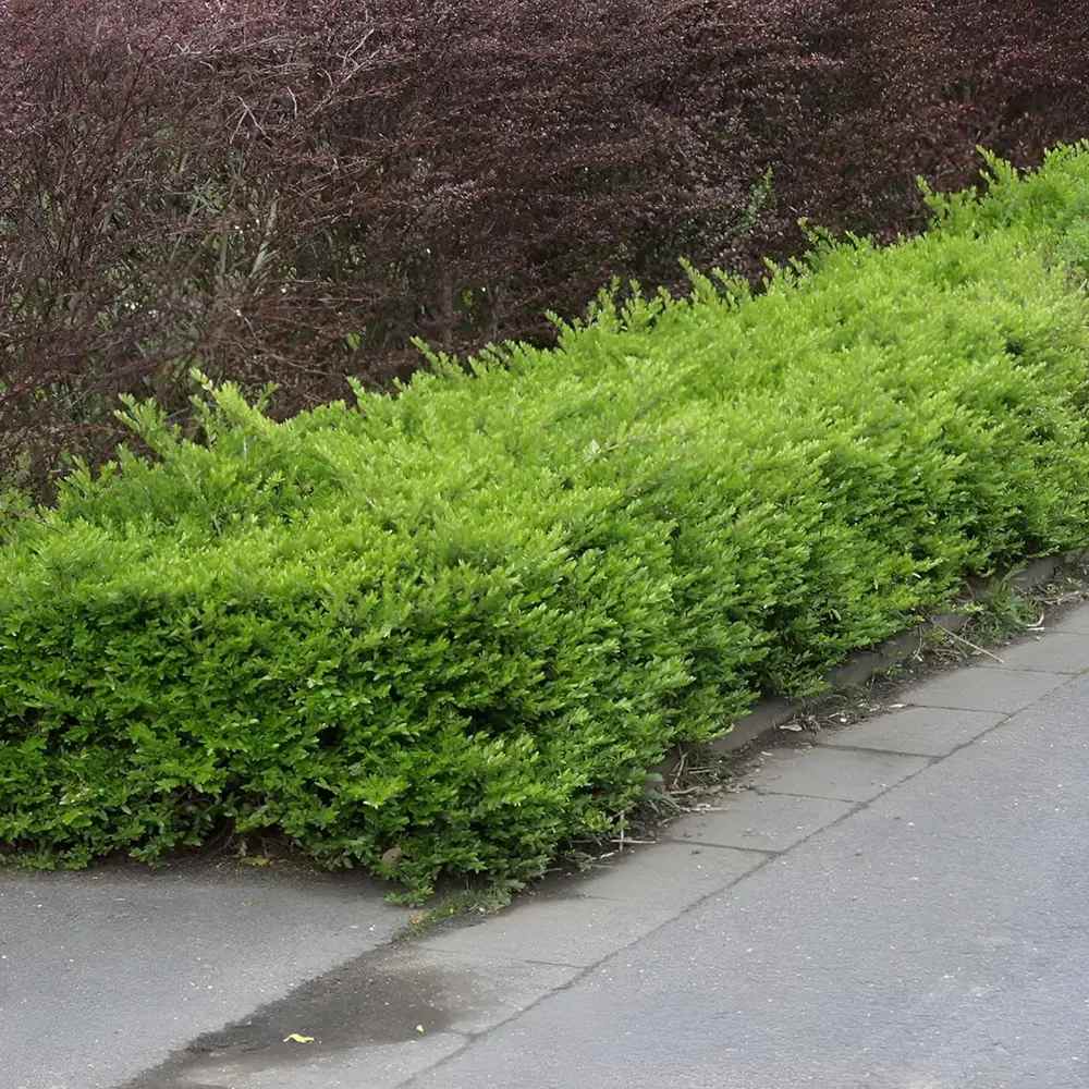 Lonicera Maigrun, gard viu de talie mica, planta taratoare, acoperitoare de sol, vesnic verde, compact si inflorire parfumata