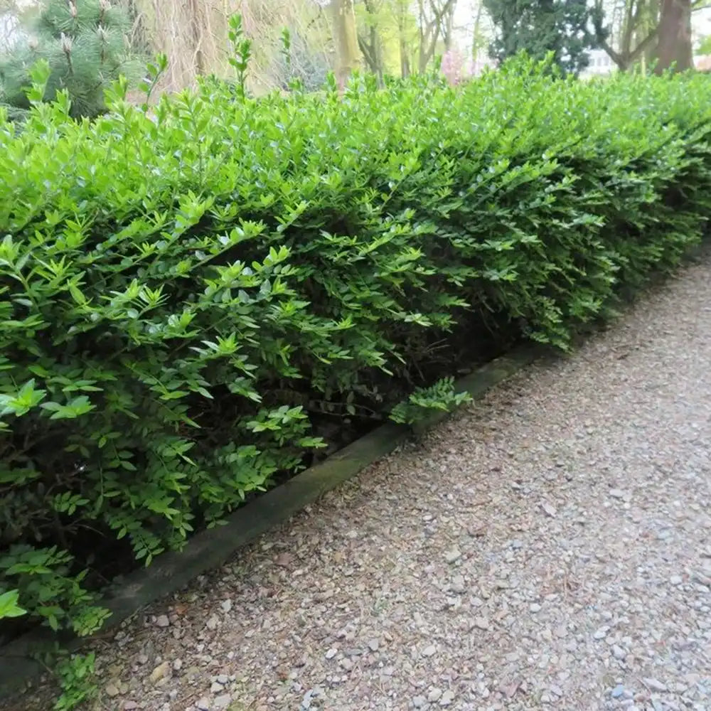 Lonicera Maigrun, gard viu de talie mica, planta taratoare, acoperitoare de sol, vesnic verde, compact si inflorire parfumata