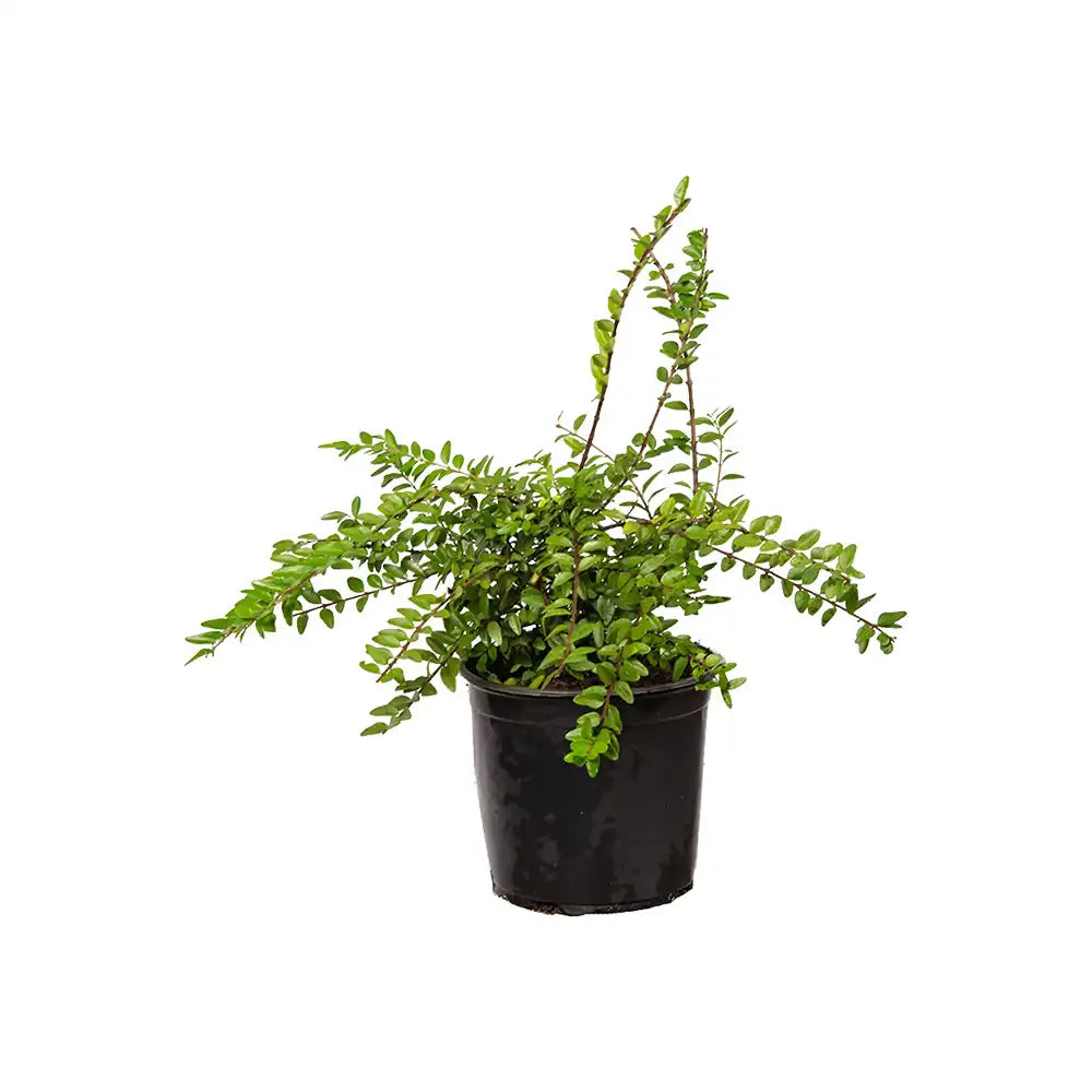 Lonicera Maigrun, gard viu de talie mica, planta taratoare, acoperitoare de sol, vesnic verde, compact si inflorire parfumata