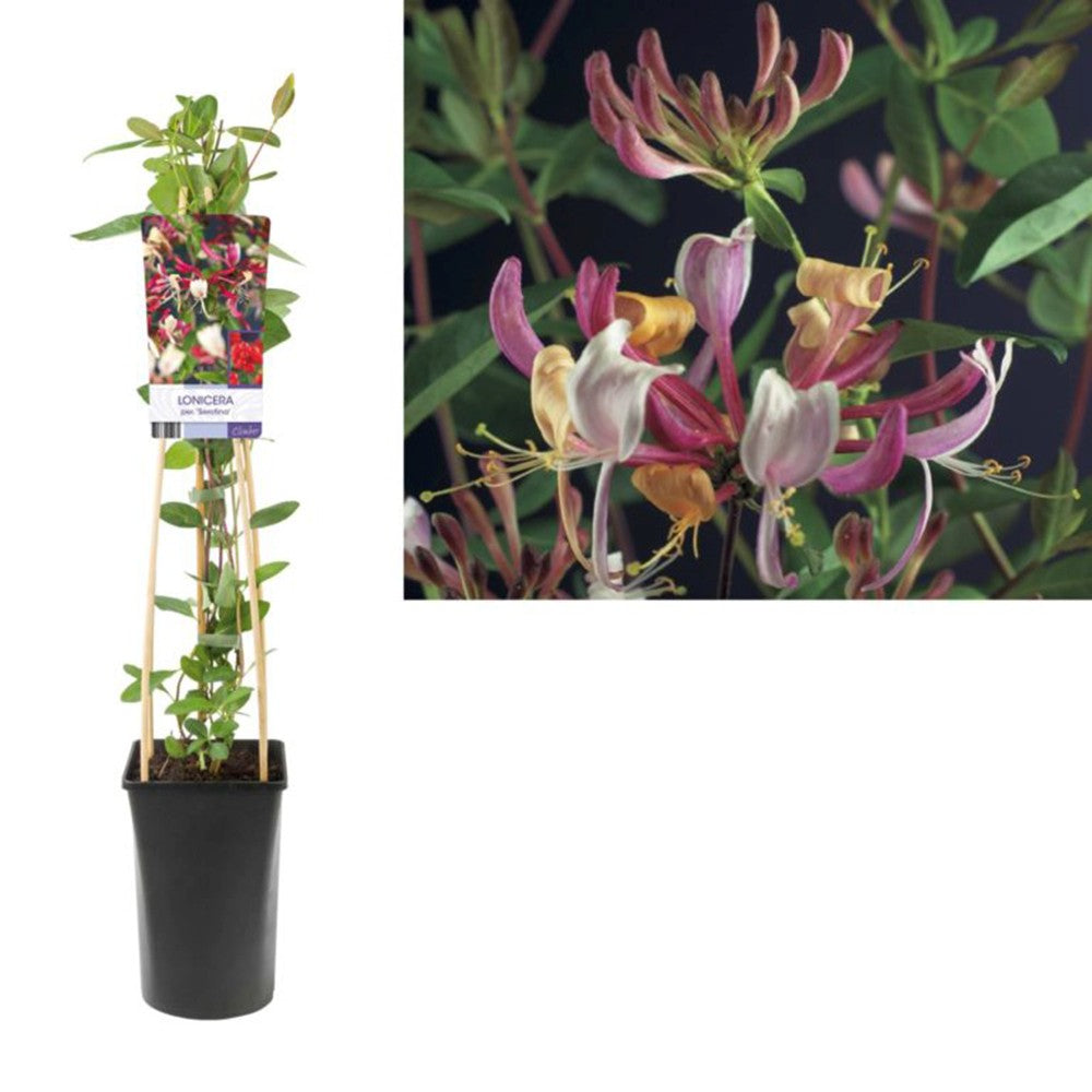 Mana Maicii Domnului/Caprifoi (Lonicera) Serotina, planta cataratoare parfumata, flori bicolore rosii-albe, crestere rapida