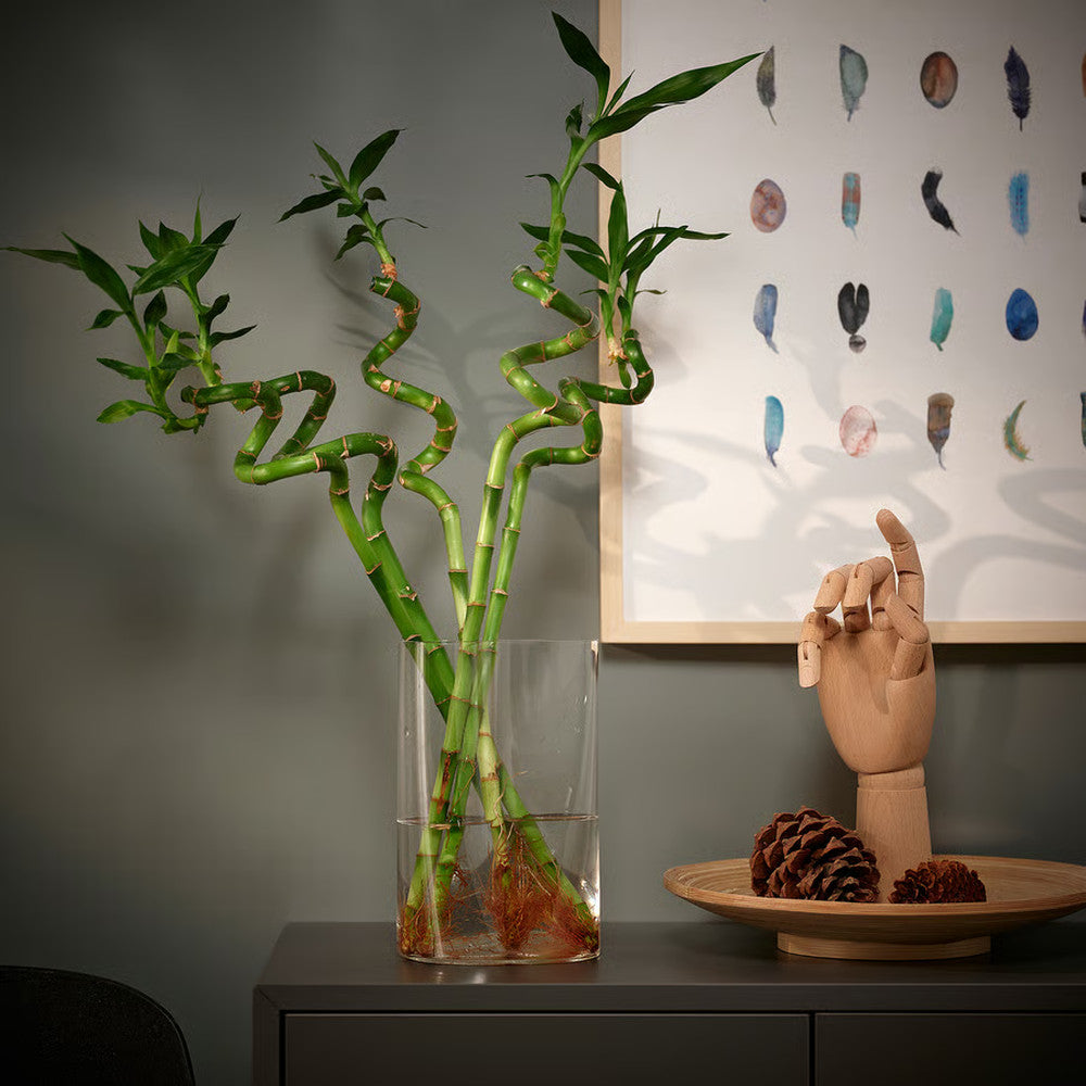 Bambus Ondulat Lucky/Norocos Spiral, 50 cm, planta decorativa de interior Feng Shui, usor de ingrijit, simbol al norocului, ideal pentru cadou