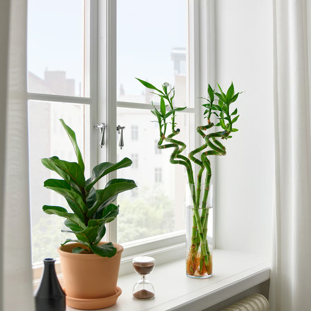 Bambus Ondulat Lucky/Norocos Spiral, 60 cm, planta decorativa de interior Feng Shui, usor de ingrijit, simbol al norocului, ideal pentru cadou