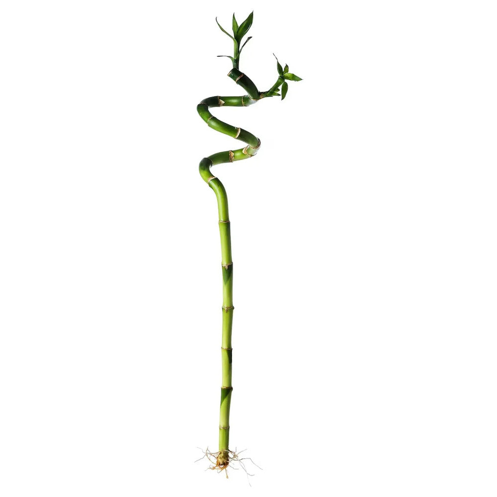 Bambus Ondulat Lucky/Norocos Spiral, 80 cm, planta decorativa de interior Feng Shui, usor de ingrijit, simbol al norocului, ideal pentru cadou