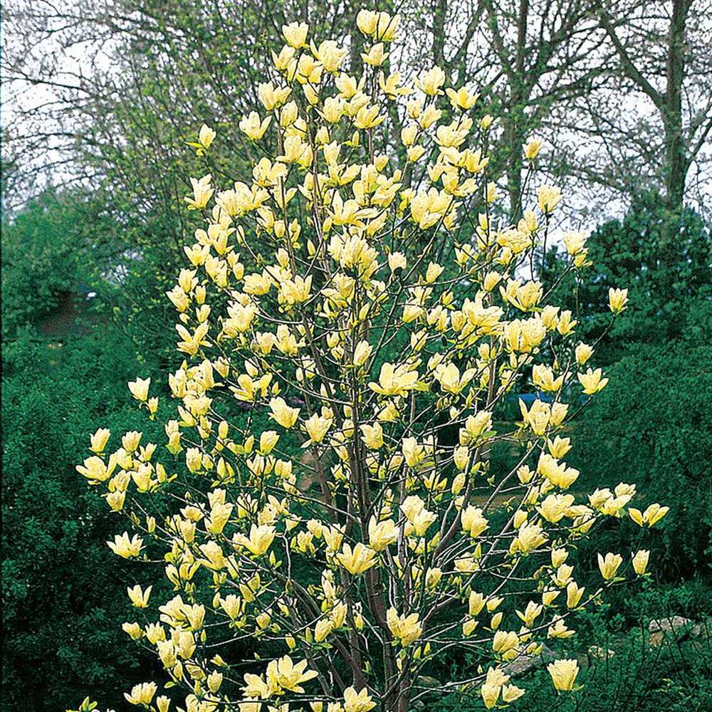 Magnolia Elizabeth, arbust cu flori mari galben-crem parfumate, soi apreciat