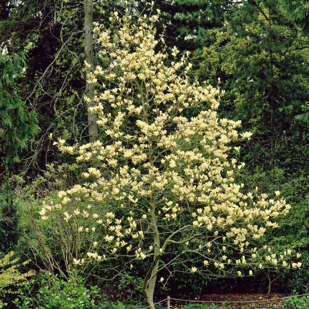 Magnolia Elizabeth, arbust cu flori mari galben-crem parfumate, soi apreciat