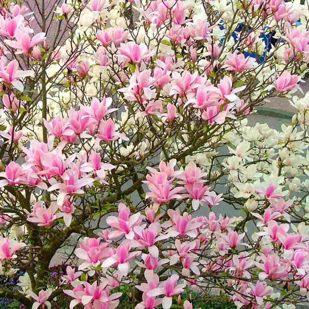 Magnolie soulangeana Heaven Scent, flori parfum intens roz alb, arbust ornamental elegant