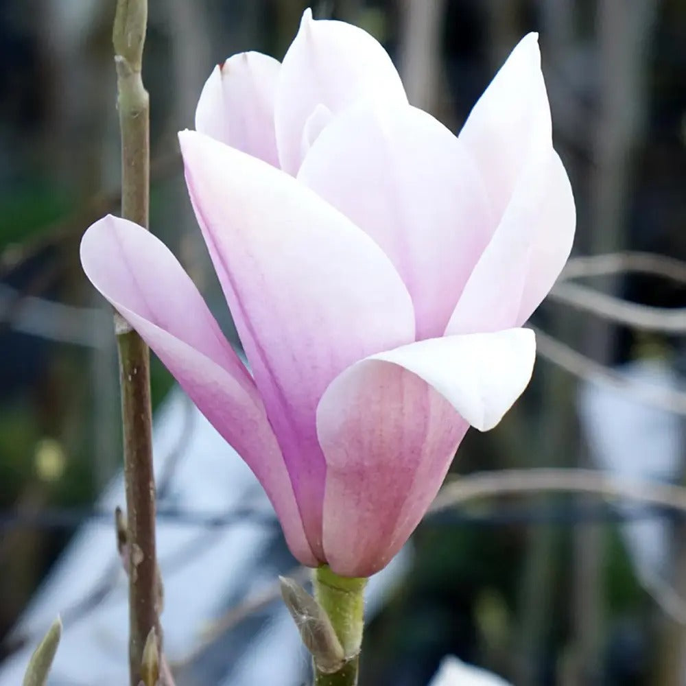 Magnolie soulangeana Heaven Scent, flori parfum intens roz alb, arbust ornamental elegant