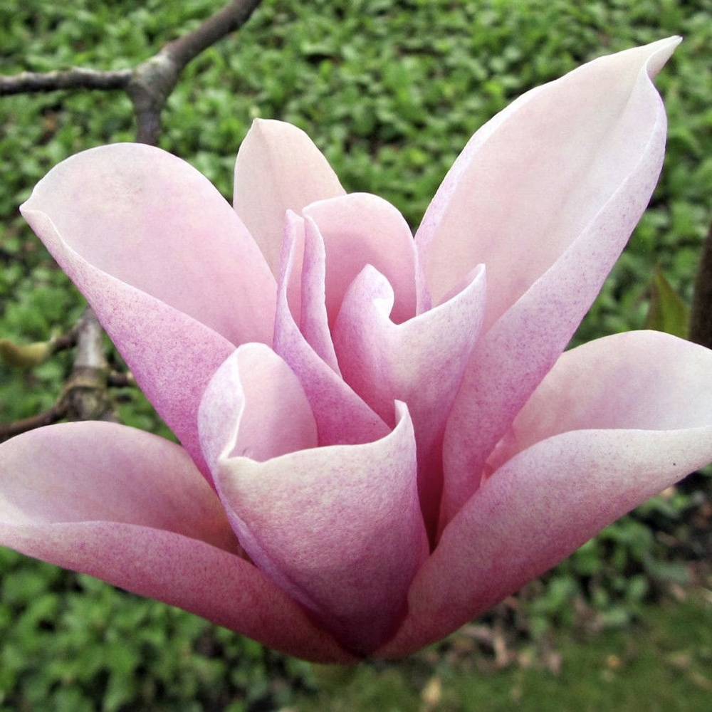 Magnolie soulangeana Heaven Scent, flori parfum intens roz alb, arbust ornamental elegant