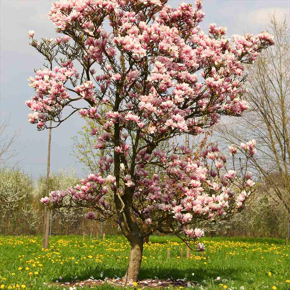 Magnolie soulangeana Heaven Scent, flori parfum intens roz alb, arbust ornamental elegant