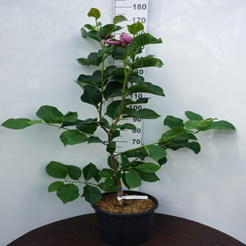 Magnolia Red As Red, arbust cu flori rosu-rubiniu spectaculoase, soi foarte rar