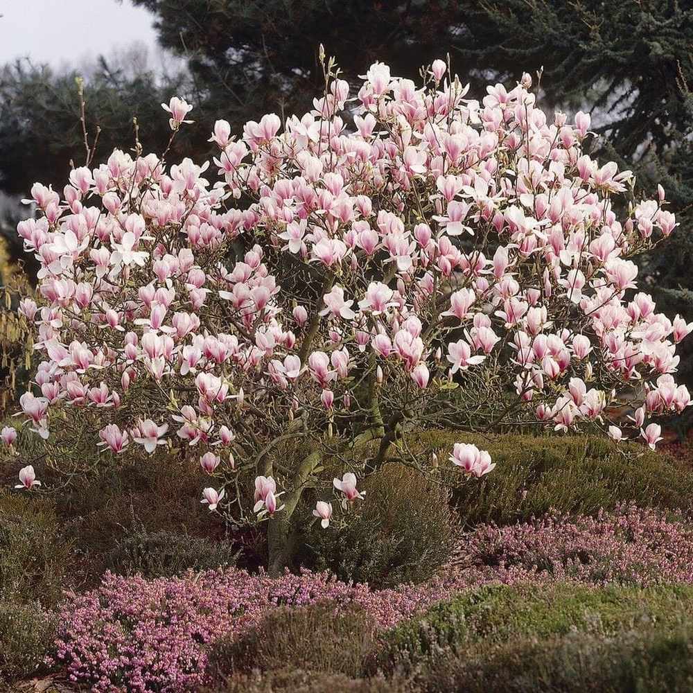 Magnolie Rustica Rubra, flori roz purpuriu, intens parfumate, arbust decorativ clasic cu inflorire timpurie