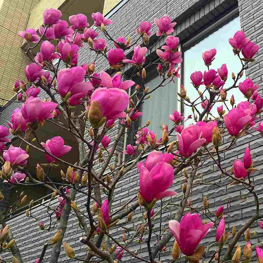 Magnolie Cleopatra PBR, arbust ornamental cu flori mari roz inchis intens parfumate, arbust ornamental elegant