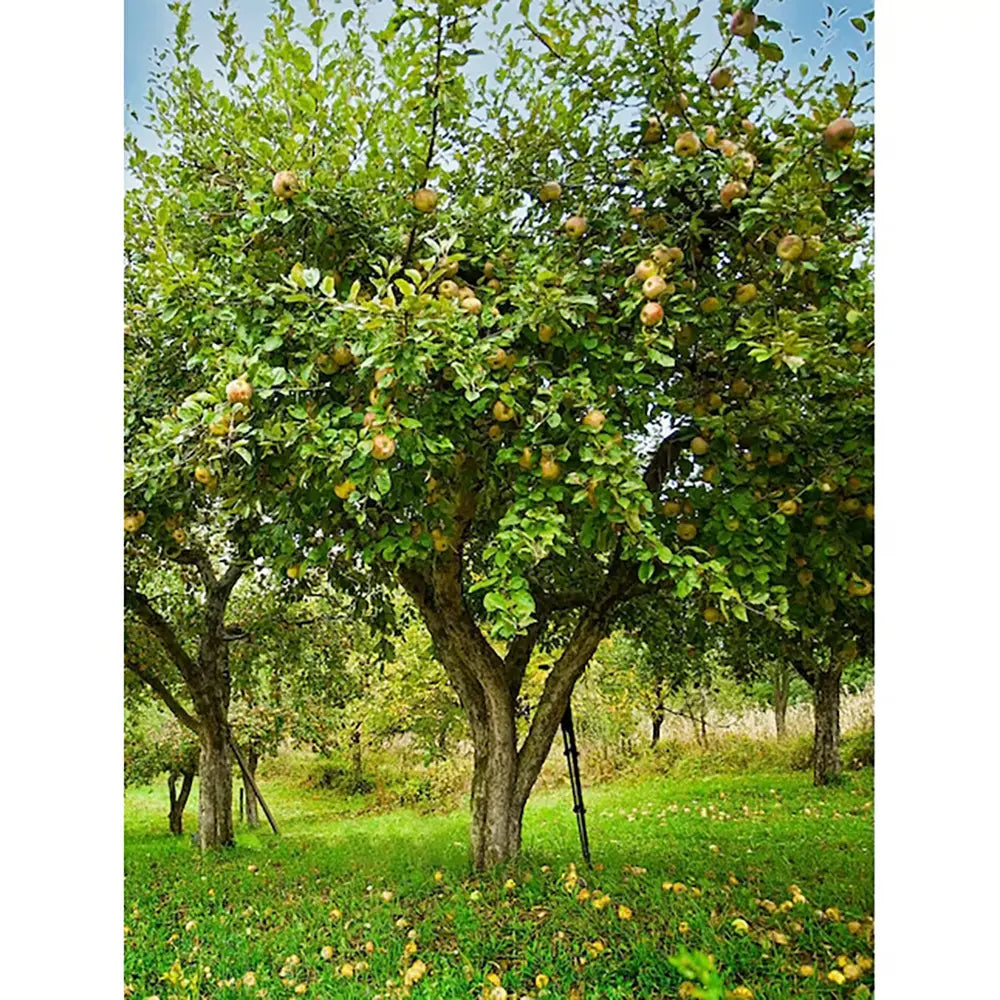 Mar (Malus) Gold Rush, cu fructe galbene dulci-acrisor, an 3 pe rod