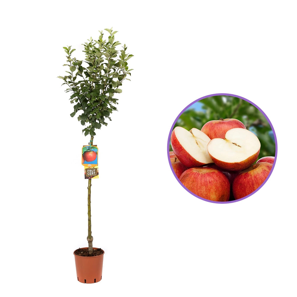 Mar (Malus) Annurca, cu fructe rosii dulci-acide, an 3 pe rod