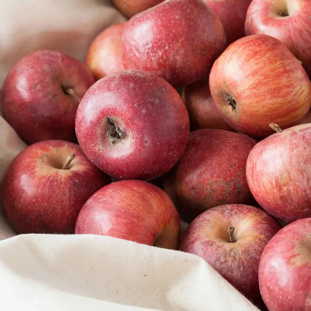 Mar (Malus) Annurca, cu fructe rosii dulci-acide, an 3 pe rod