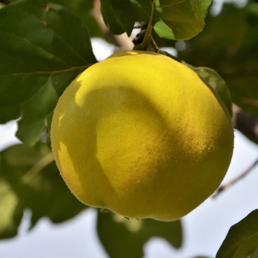 Mar (Malus) Cotogno, cu fructe galbene dulci-acrisor, an 3 pe rod