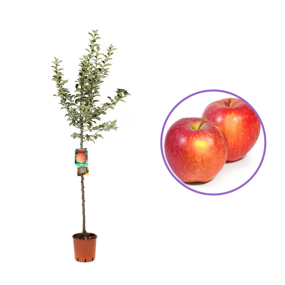 Mar (Malus) Florina, cu fructe rosii-verzui dulci-acrisor, an 3 pe rod