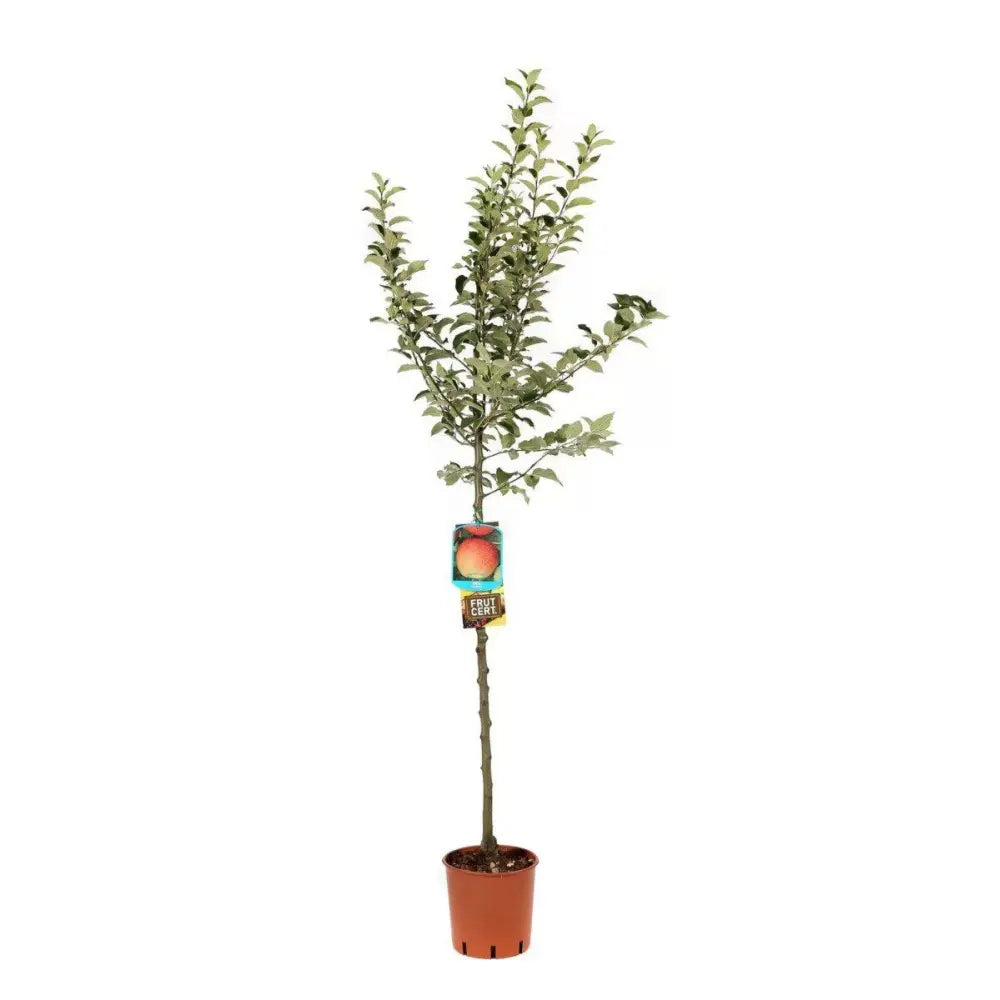 Mar (Malus) Florina, cu fructe rosii-verzui dulci-acrisor, an 3 pe rod