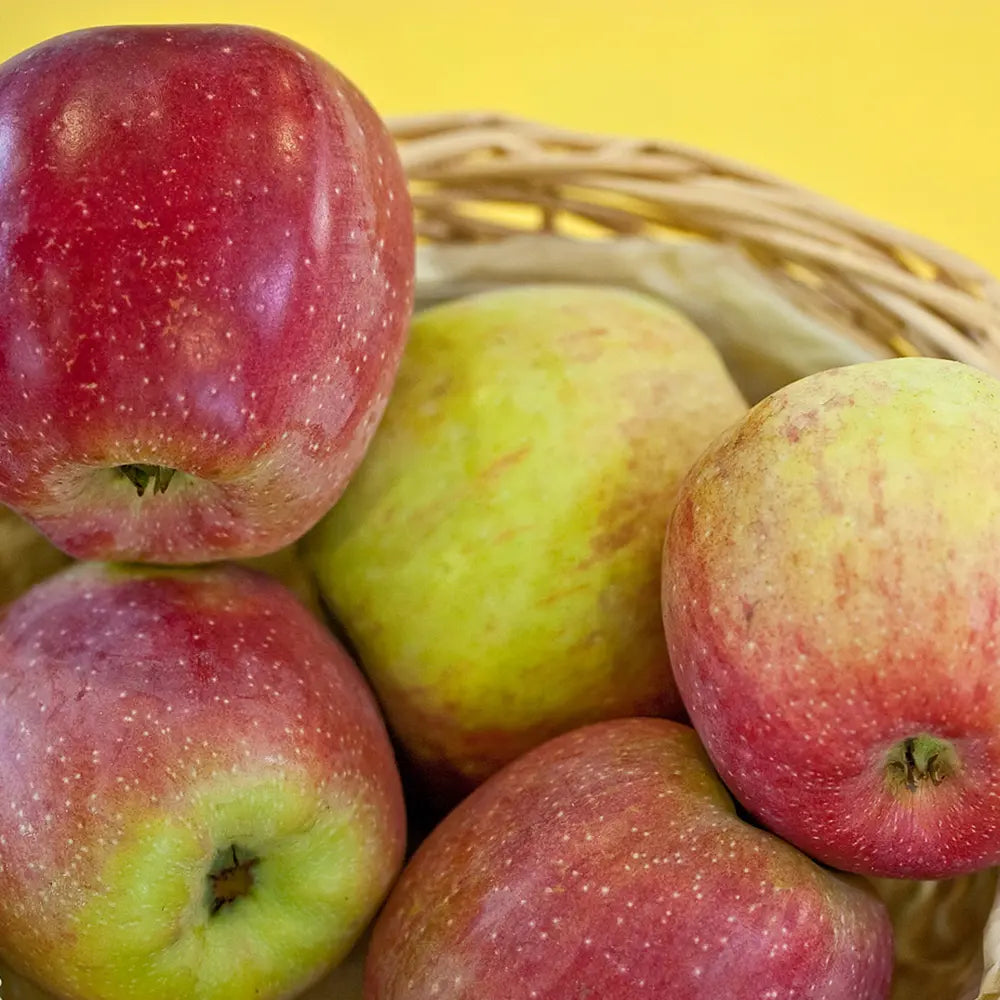 Mar (Malus) Florina, cu fructe rosii-verzui dulci-acrisor, an 3 pe rod