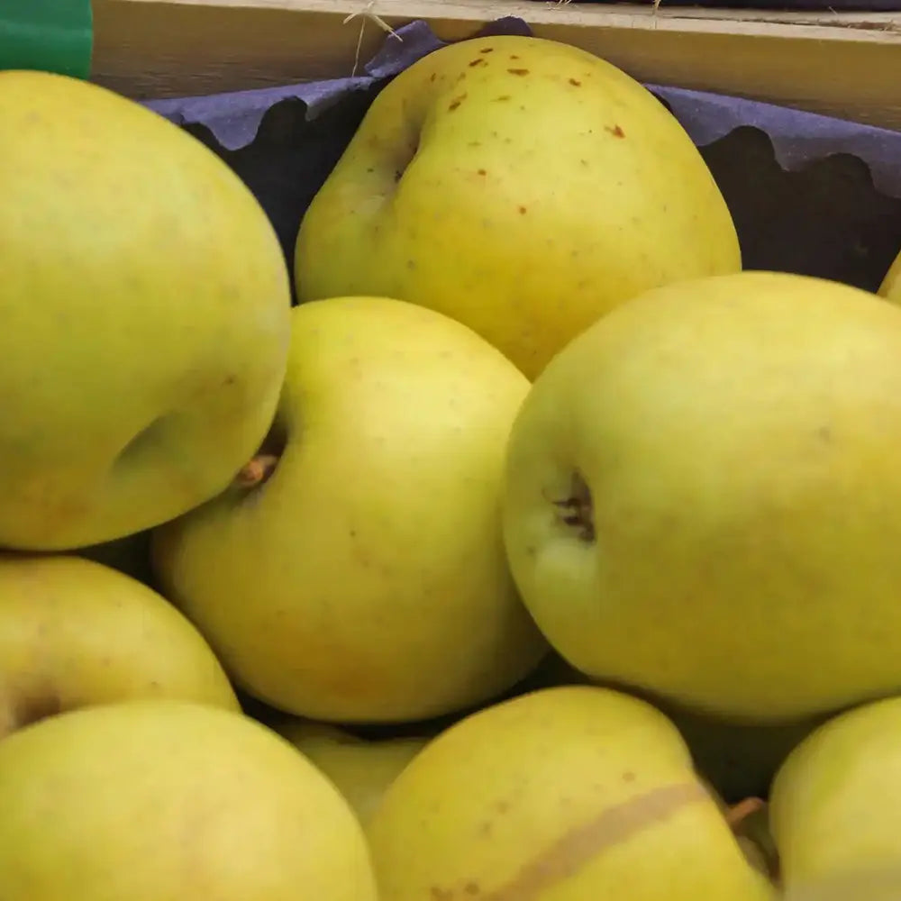 Mar (Malus) Gold Rush, cu fructe galbene dulci-acrisor, an 3 pe rod