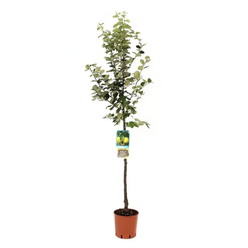 Mar (Malus) Gold Rush, cu fructe galbene dulci-acrisor, an 3 pe rod
