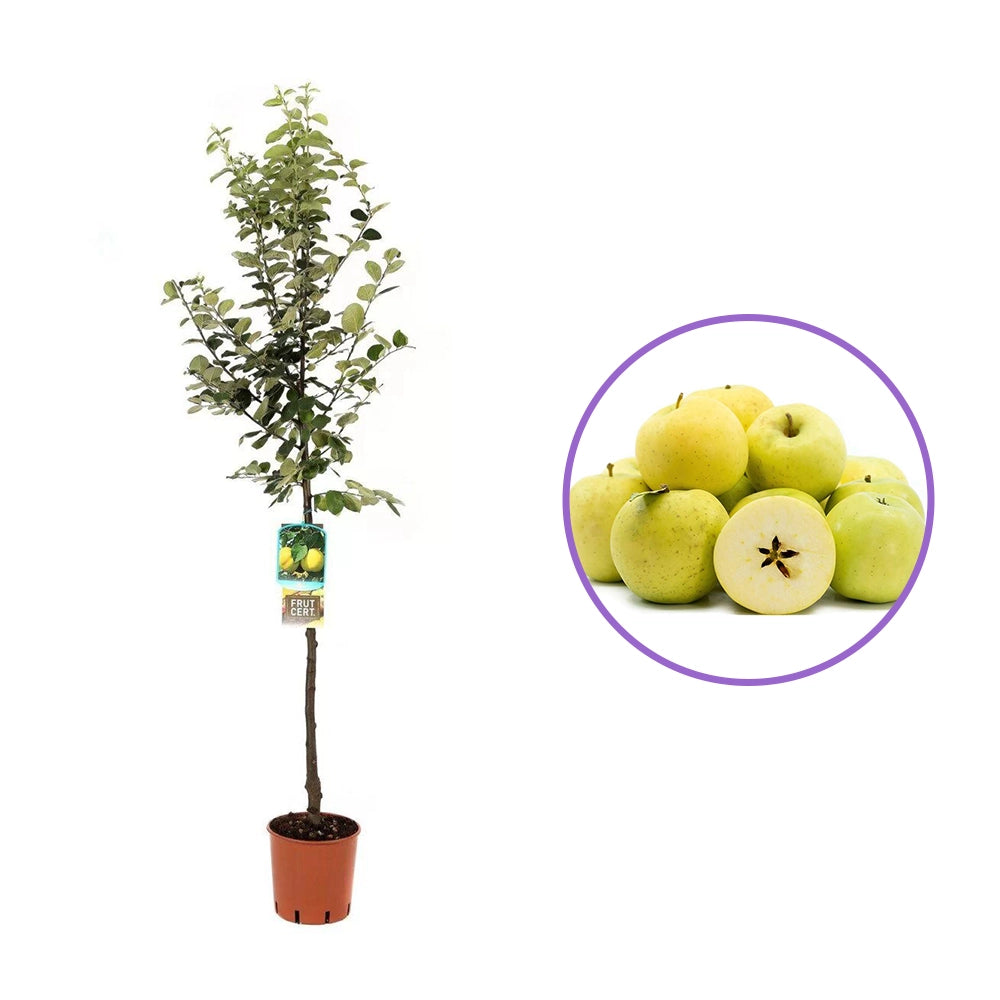 Mar (Malus) Gold Rush, cu fructe galbene dulci-acrisor, an 3 pe rod