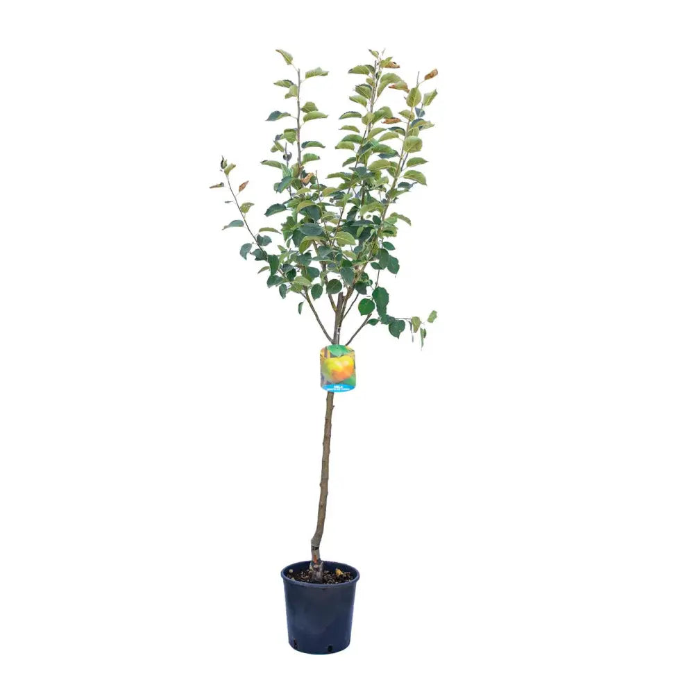 Mar (Malus) Limoncella, cu fructe aurii dulci-acrisor, an 3 pe rod