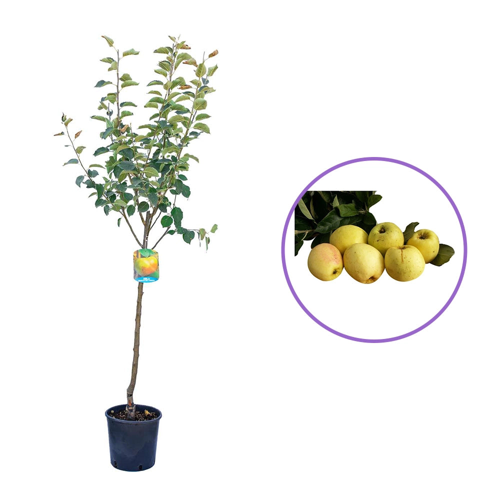 Mar (Malus) Limoncella, cu fructe aurii dulci-acrisor, an 3 pe rod