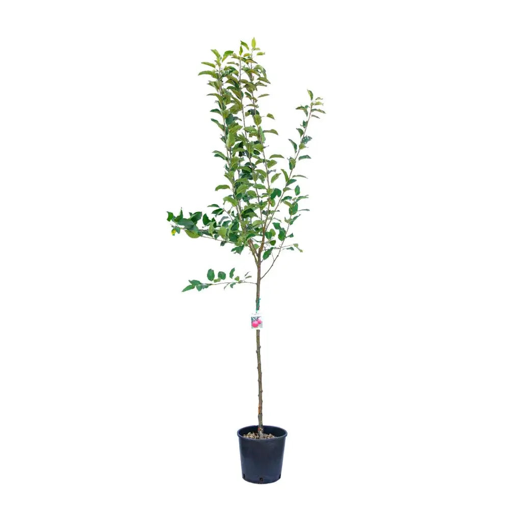 Mar (Malus) Starking, cu fructe rosii dulci-acrisor, an 3 pe rod