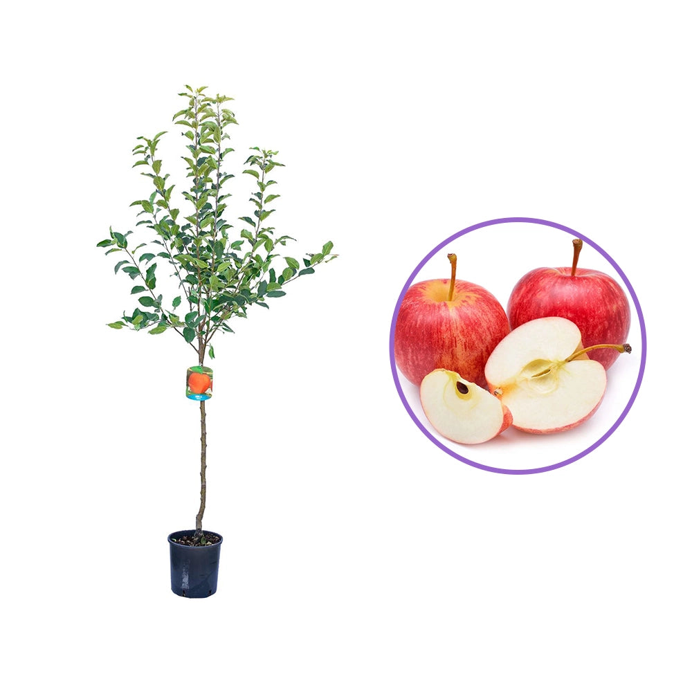 Mar Gala (Malus Royal), fructe rosii-dulci cu usoare note de vanilie si condimente, an 3 pe rod