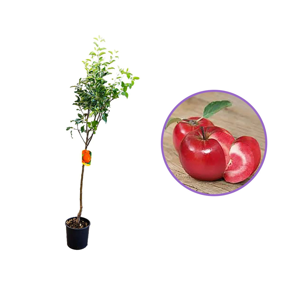 Mar (Malus) Abondanzza, cu fructe rosii dulci-zemoase, an 3 pe rod