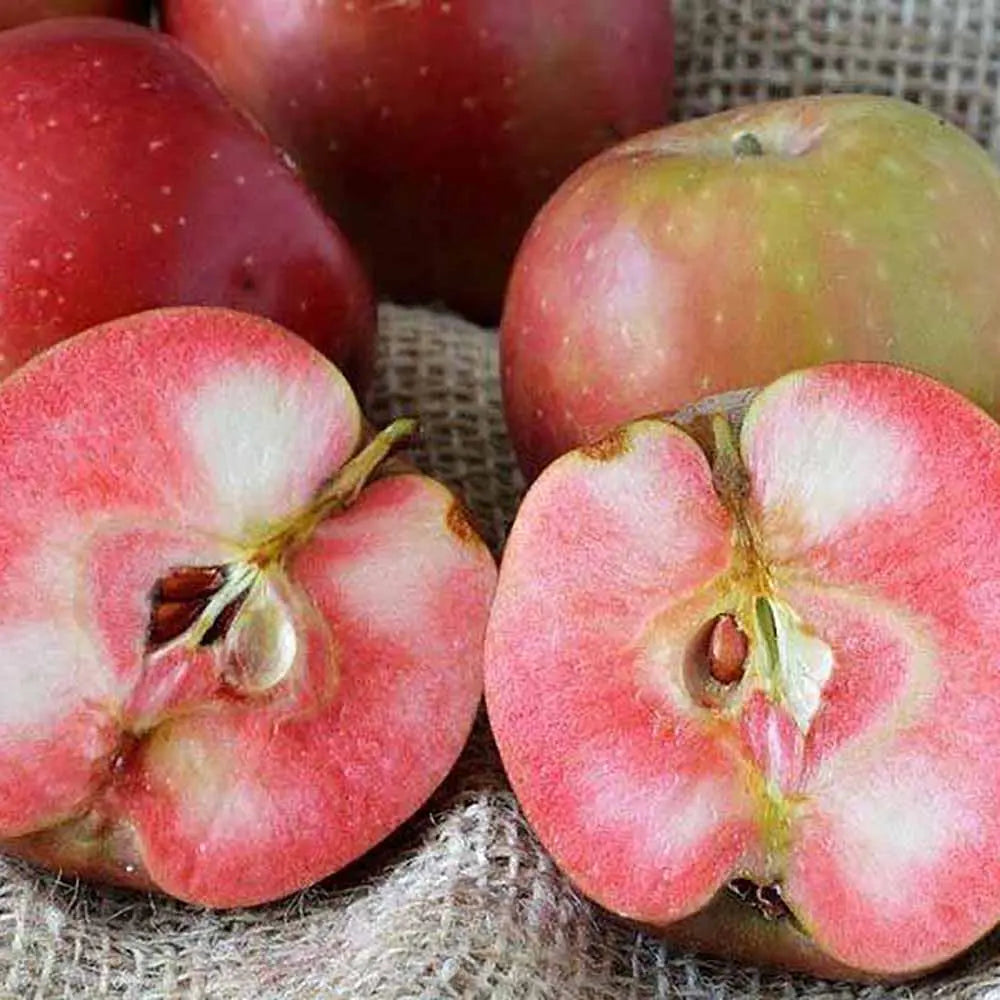 Mar (Malus) Abondanzza, cu fructe rosii dulci-zemoase, an 3 pe rod