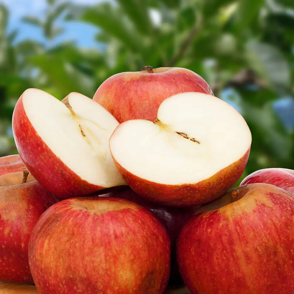 Mar (Malus) Annurca, cu fructe rosii dulci-acide, an 3 pe rod