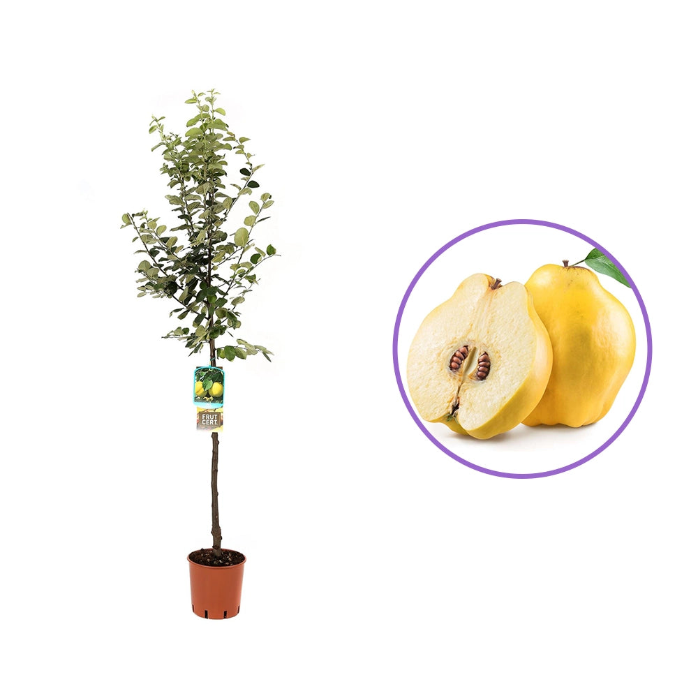 Mar (Malus) Cotogno, cu fructe galbene dulci-acrisor, an 3 pe rod